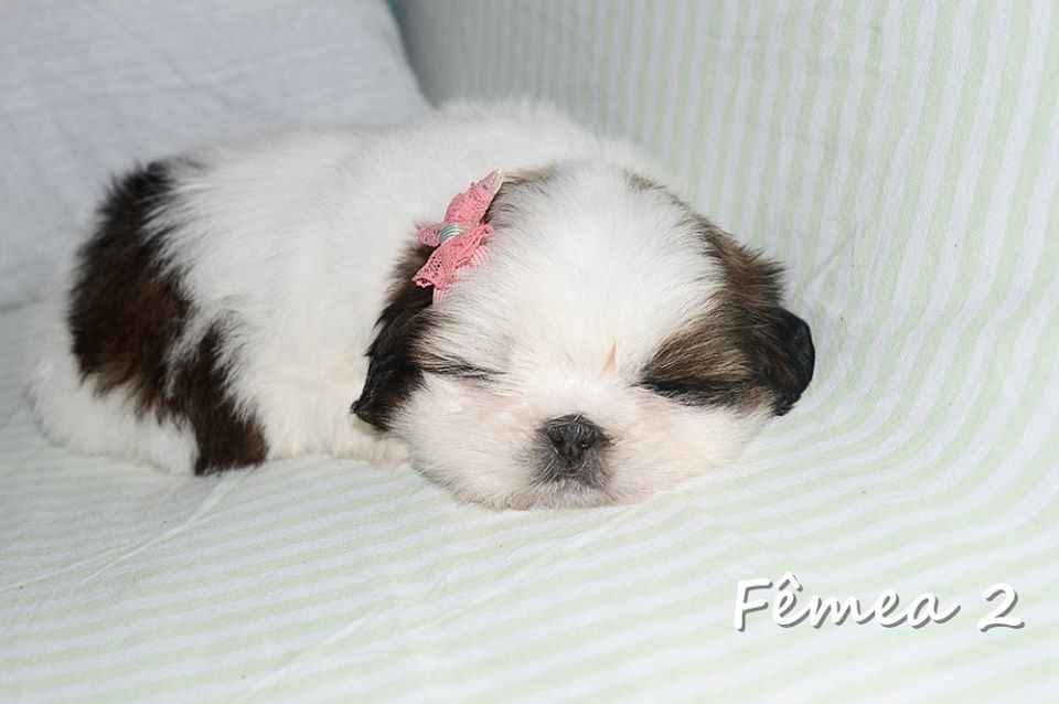 shih tzu mini preço